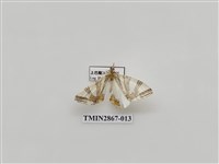 藏品(尺蛾592.1)的圖片